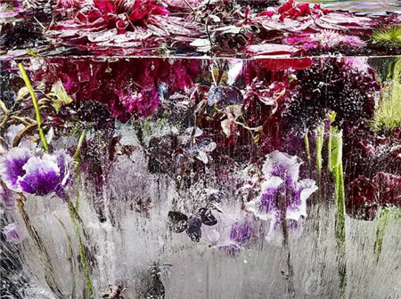 鲜花冰冻:凝固时间的水彩画