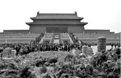 故宫乾清门广场上牡丹花盛开。京华时报记者王海欣摄