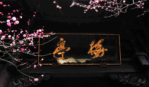 国清寺隋梅是我国现存最古老的梅树之一