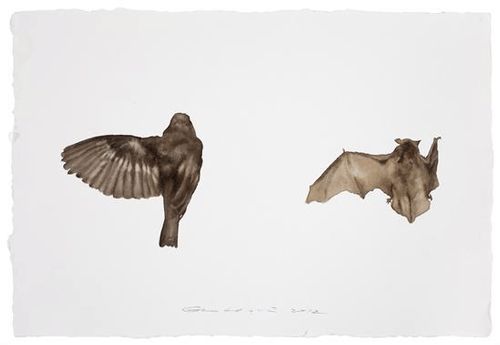  郭鸿蔚 收集者-鸟No.10 Painting is Collecting-- Bird No.10 51x35.5cm 纸上水彩 2012