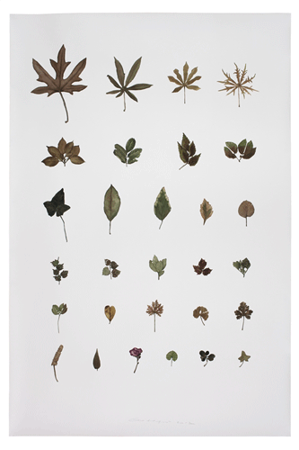  郭鸿蔚 收集者-木No.9 Painting is Collecting-- Plant No.9 150x100cm 纸上水彩 2012