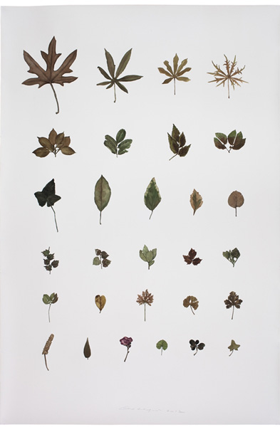 郭鸿蔚 收集者－木No.9 Painting is Collecting-- Plant No.9   150x100cm  纸上水彩  2012