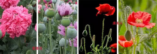 罂粟花和虞美人的对比图