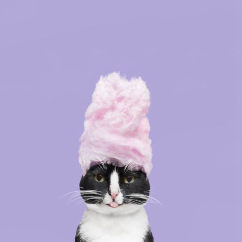 黑白宠物猫的无厘头摄影图