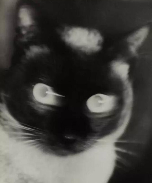 　OTTO UMBEHR (UMBO)， Cat， 1927