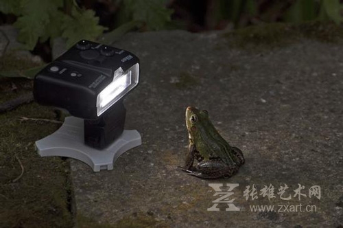 暖萌又欢乐 摄影作品下的搞笑野生动物