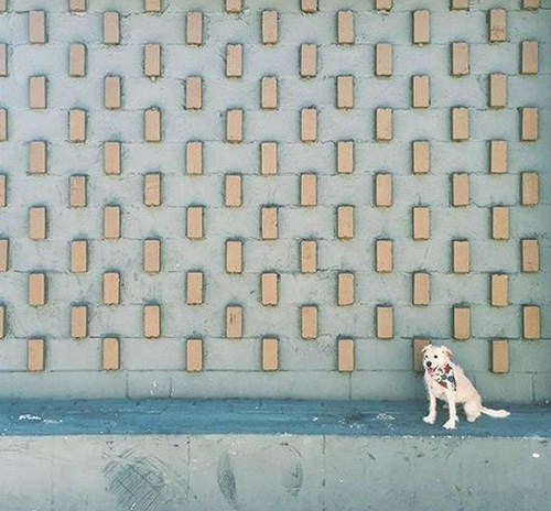 梗犬Chelsea