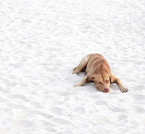 文中所有图片均来自Instagram用户Minimal Pup