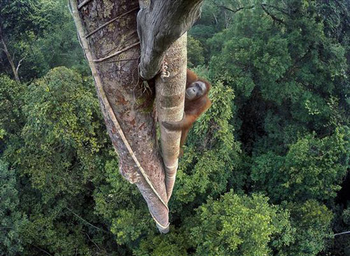 印度尼西亚热带雨林的婆罗洲猩猩