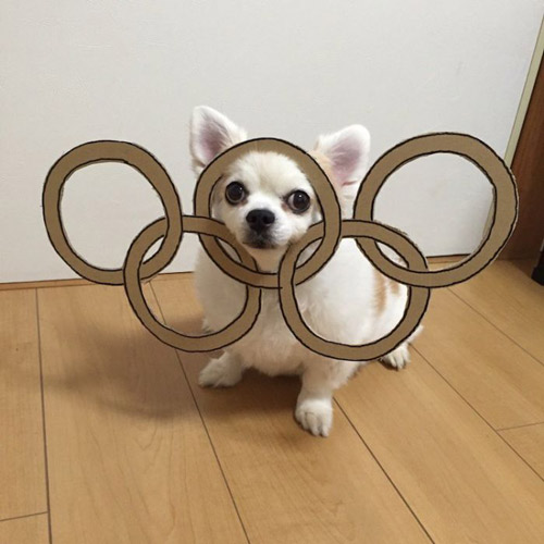 吉娃娃和卡纸制造出的有趣画面