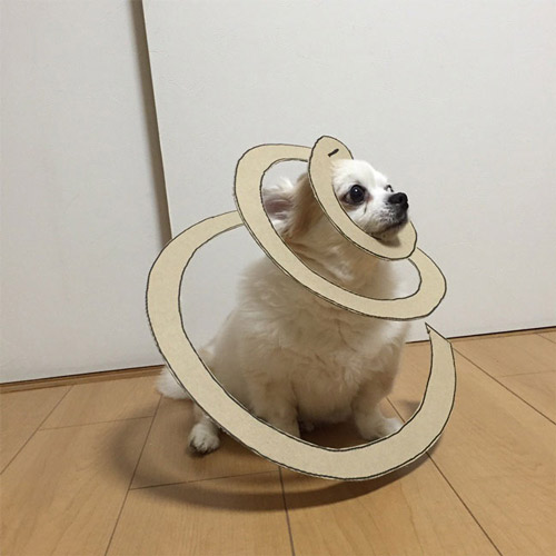 吉娃娃和卡纸制造出的有趣画面