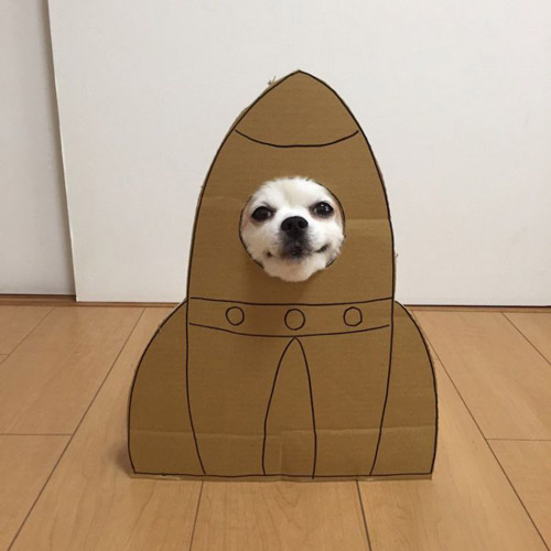 吉娃娃和卡纸制造出的有趣画面