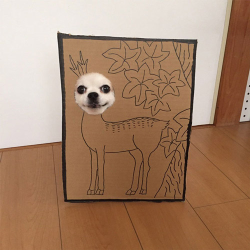 吉娃娃和卡纸制造出的有趣画面