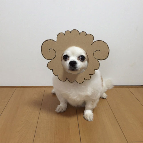 吉娃娃和卡纸制造出的有趣画面