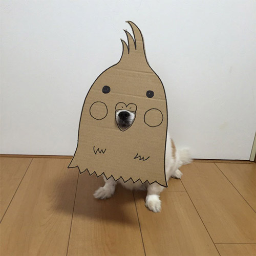 吉娃娃和卡纸制造出的有趣画面