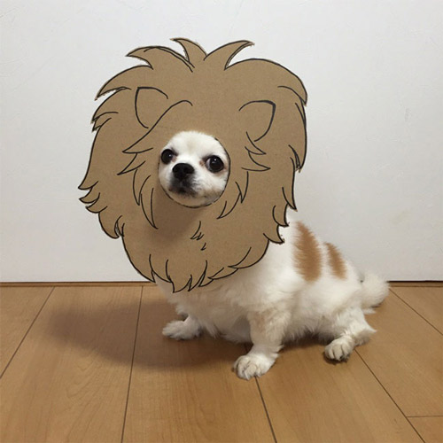 吉娃娃和卡纸制造出的有趣画面