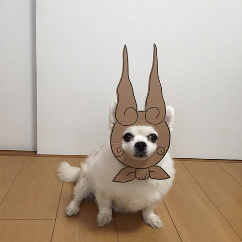 吉娃娃和卡纸制造出的有趣画面