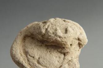 灵芝化石惊现拍场 造型精致首度曝光