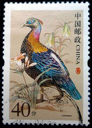 绿尾红雉邮票：收藏潜力不可估量