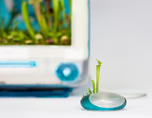 植物从iMac G3的鼠标上长出来