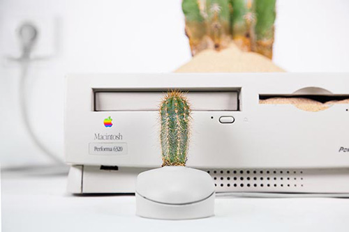 作品‘Macactus’细节图