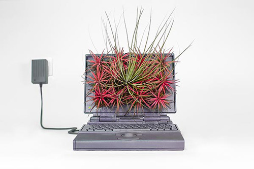 ‘Macfire’ — powerbook, 1991 | 空气凤梨