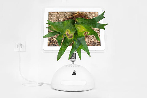‘Macerium’ — iMac G4, 2002 | 鹿角蕨