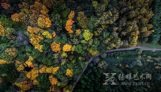 蔚为壮观！从天空中俯瞰丹麦森林 