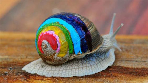 蜗牛背着彩色的壳呀一步一步往上爬