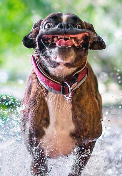 这只拳师犬的情绪都“写”在脸上