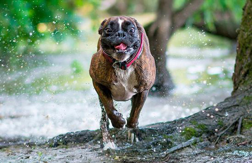 这只拳师犬的情绪都“写”在脸上