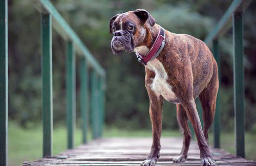 这只拳师犬的情绪都“写”在脸上
