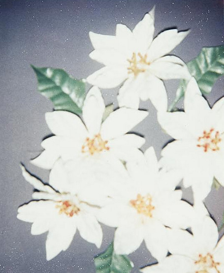 ▲安迪·沃霍尔 Andy Warhol - Christmas Poinsettias-White