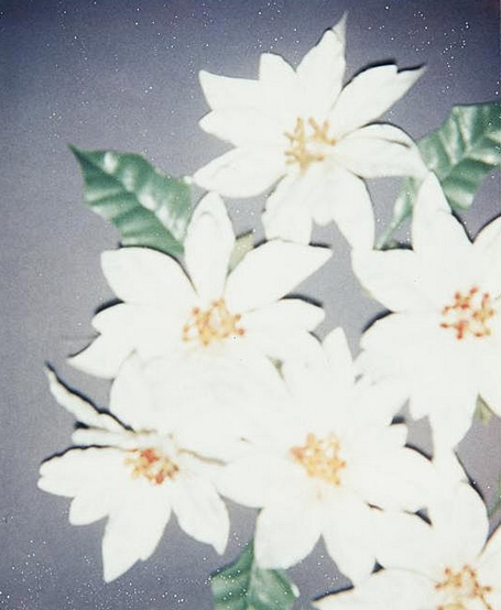 ▲安迪·沃霍尔 Andy Warhol - Christmas Poinsettias-White