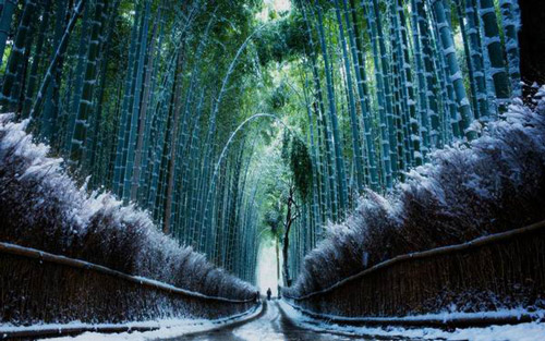 日本京都岚山的雪中竹林