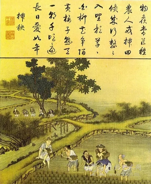 插秧