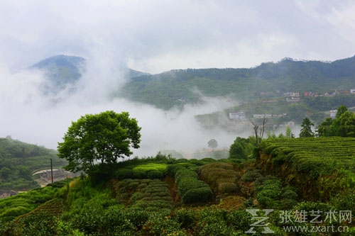 铁观音原乡 遇见百年茶叶商号