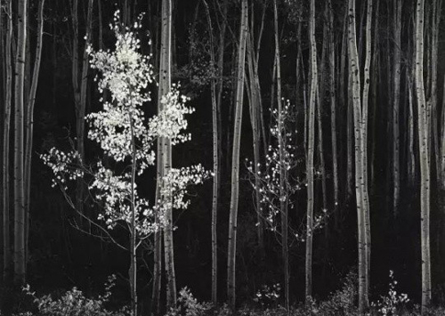 Ansel Adams (1902–1984)，Aspens, Northern New Mexico, 1958 成交价格 439, 500 USD