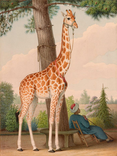 Nicolas Hüet the Younger, “Study of the Giraffe Given to Charles X by the Viceroy of Egypt” (1827), watercolor (via Wikimedia)