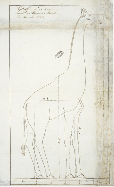 Drawing of the giraffe given to Charles X (1828) (via Archives Nationales/Wikimedia)