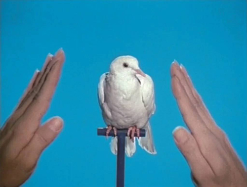 Jack Goldstein, 《白鸽》（White Dove），1975。图片：© The Estate of Jack Goldstein；Collection Stedelijk Museum Amsterdam，donation Thomas Borgmann，Berlin