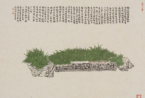 菖蒲系列