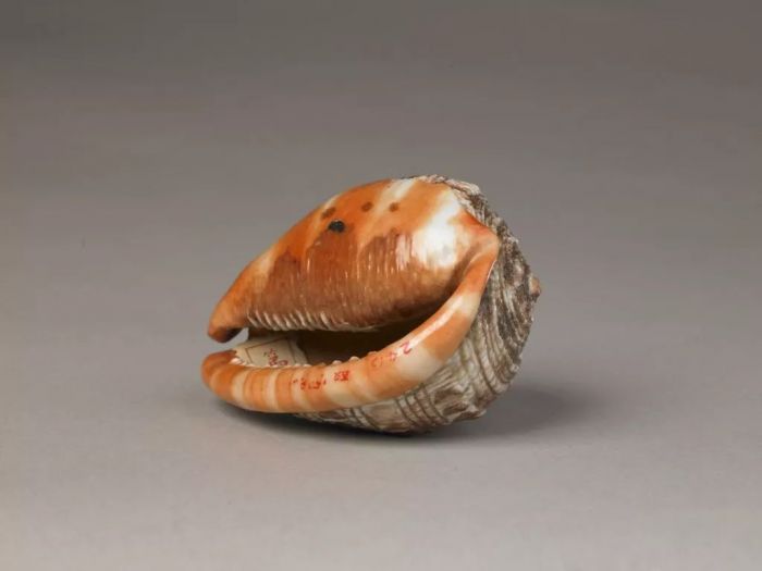 清乾隆 像生瓷海螺