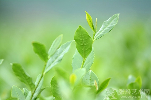 以观茶部落：以茶为依托，共享农业生活
