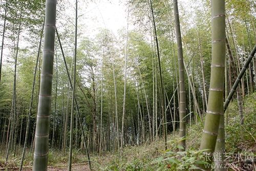 以观茶部落：以茶为依托，共享农业生活