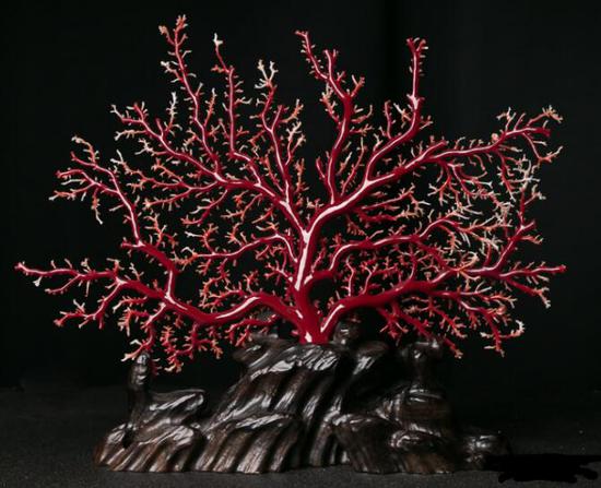 红珊瑚收藏价值极高 价格呈现爆炸式增长