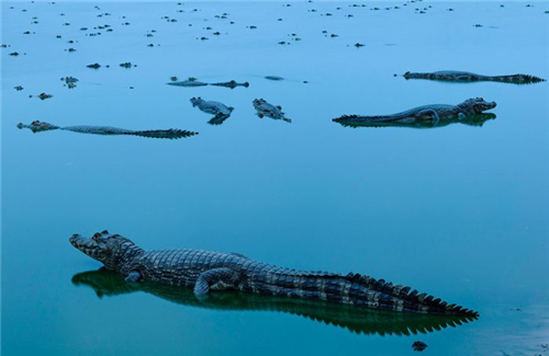 《遇见短吻鳄》  摄影师：Jorge Andre Diehl（美国）