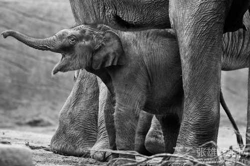 PARESH PARADKAR_INDIA_ELEPHANT CALF