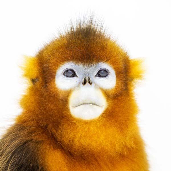 川金丝猴头像图片
