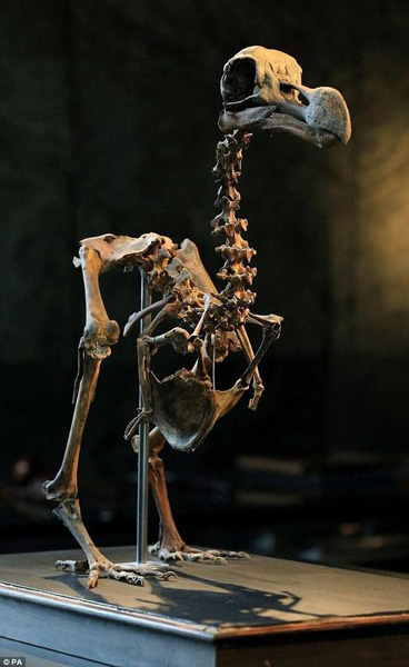 世界上最完整的渡渡鸟骨骼拍卖 价值440万